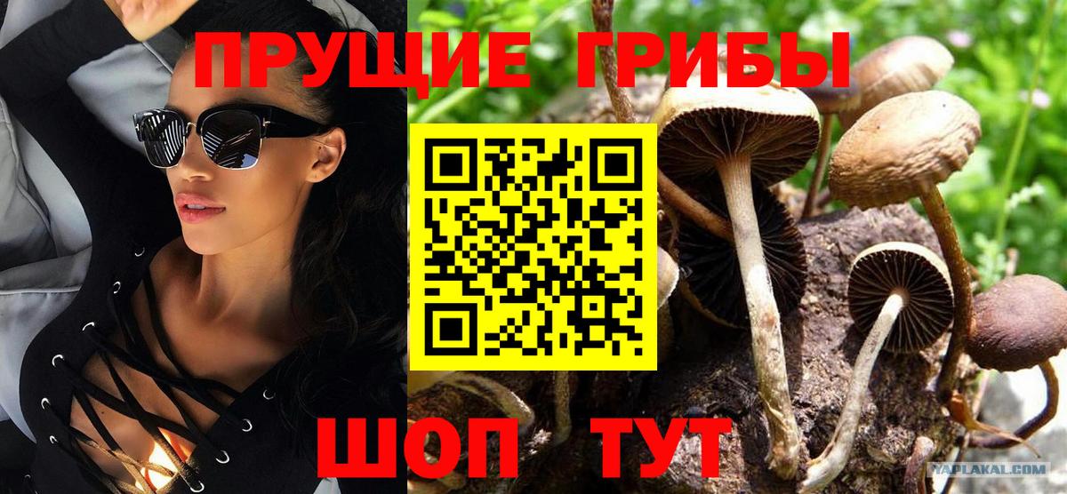 Псилоцибиновые грибы Psilocybe Строитель